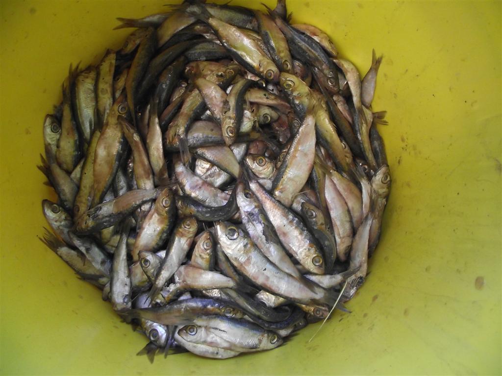 סרדינים לפילוטה